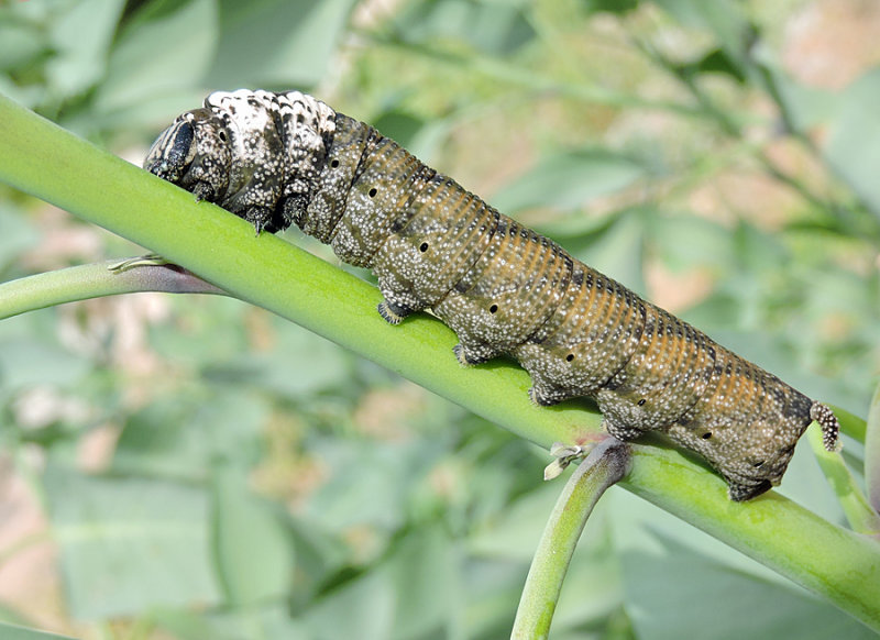 Death-head Hawkmoth larva