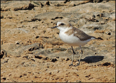 Kentish Plover, female - Svartbent strandpipare 2.jpg