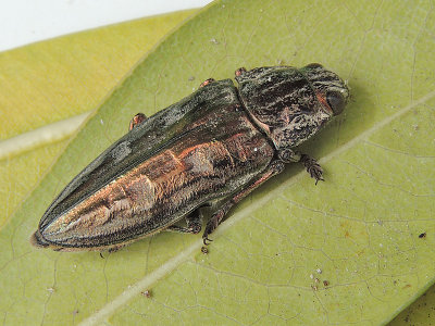 Chalcophora mariana - Jättepraktbagge 30mm (Mallorca).jpg
