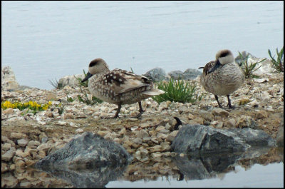 Marbled Duck - Marmorand.jpg