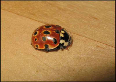 Anatis ocellata - Ögonfläckig nyckelpiga .jpg