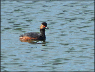 Black-necked Grebe - Svarthalsad dopping 2.jpg