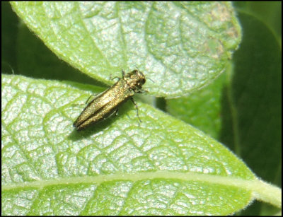 Agrilus viridis - Grön smalpraktbagge .jpg