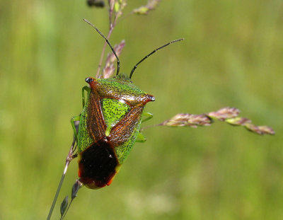 Acanthosoma haemorrhoidale - Hagtornsbärfis .jpg