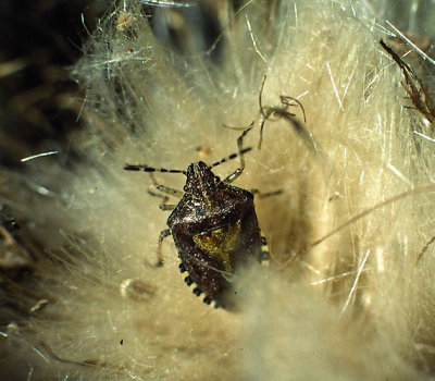Dolycoris baccarum - Hårig bärfis .jpg