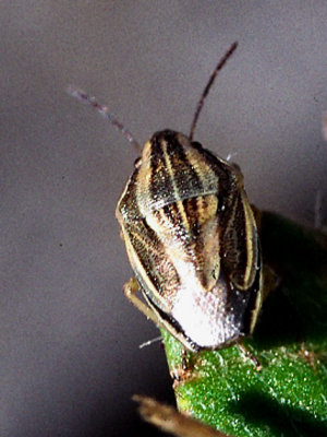 Aelia acuminata - Mindre spetsnäsa .jpg
