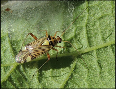 Rhabdomiris striatellus calocoria .jpg