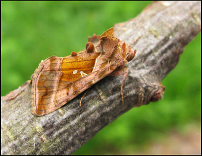 Violettrtt metallfly - Autographa jota - .jpg