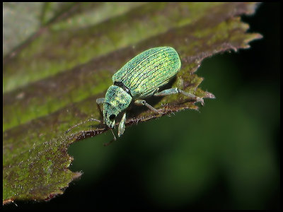Phyllobius