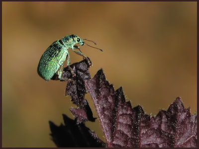 Phyllobius argentatus - Metallgrn lvvivel .jpg