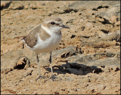 Kentish Plover, female - Svartbent strandpipare 2.jpg