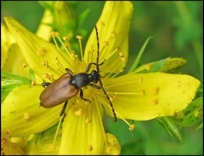Flckhornad blombock. - Stictoleptura maculicornis - jpg