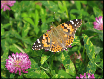 Painted Lady - Cynthia cardui - Tistelfjril.jpg