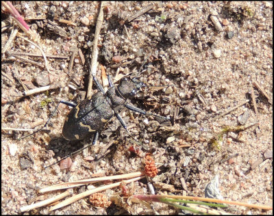 Cicindela silvatica - Skogssandjgare .jpg