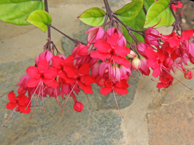 Chlerodendrum splendens - Glory Bower.jpg