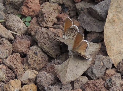 Cacyreus marshalli  - Geranium Bronze .jpg
