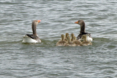Greylag geese - Grgs.jpg