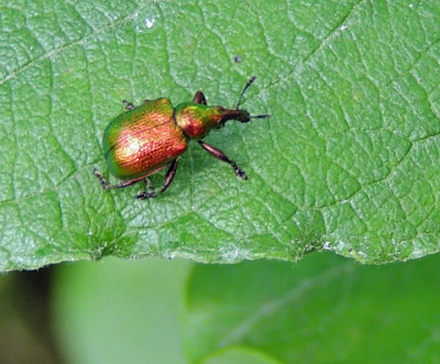 Byctiscus populi - Asprullvivel.jpg