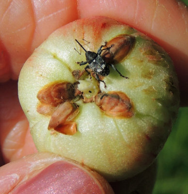 Curculio villosus - Gallppelvivel.jpg