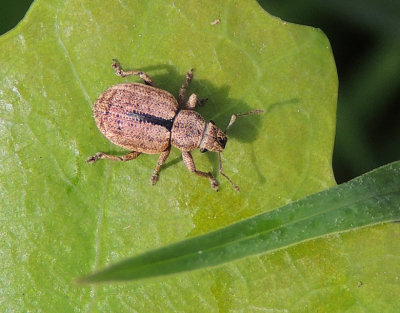 Strophosoma