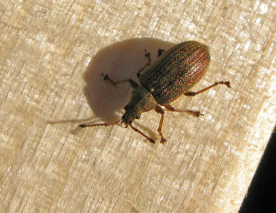 Phyllobius pyri - Kopparlvvivel .jpg