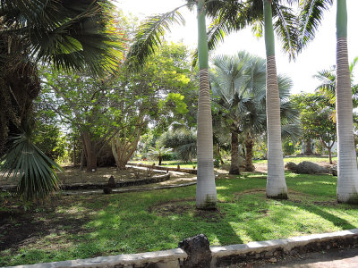 Maspalomas botanical garden