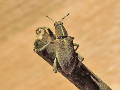 Charagmus gressorius - Lupinvivel .jpg