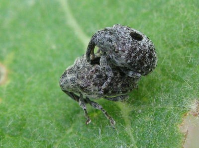 Cionus longicollis - Strre kungsljusvivel.jpg