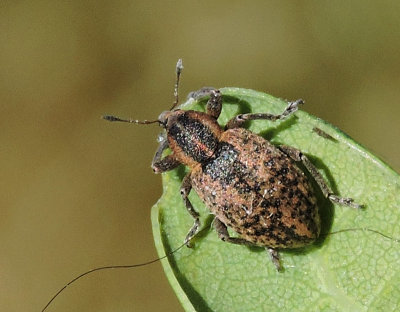 Hypera postica - Lucernkokongvivel.jpg