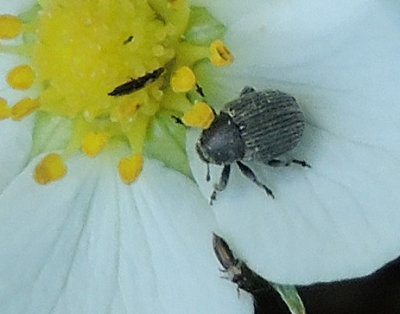 Miarus ajugae.jpg