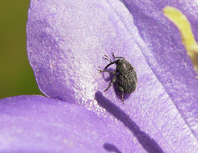 Miarus campanulae - Blklockevivel.jpg