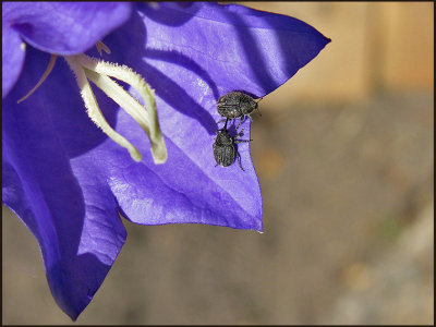 Miarus campanulae - Blklockevivel.jpg