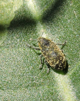 Rhinocyllis conicus - Musk Thistleweevil.jpg