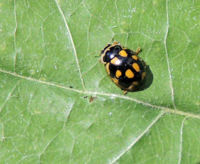 Coccinula quatuordecimpustulata - 14-fläckig torrbackspiga .jpg