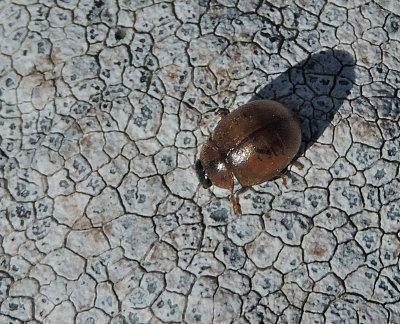 Cynegetis impunctata - Klotnyckelpiga.jpg