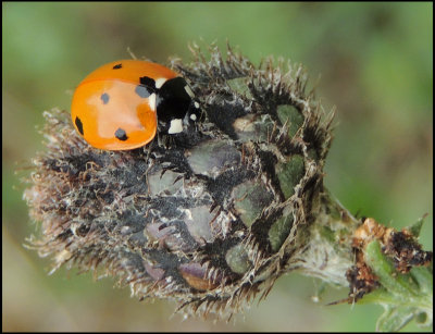 Coccinella septemguttata - 7-prickig nyckelpiga .jpeg
