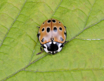 Anatis ocellata - Ögonfläckig nyckelpiga .jpg