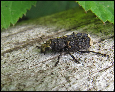 Anthrididae - Plattnosvivlar  