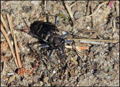 Cicindela silvatica - Skogssandjgare .jpg