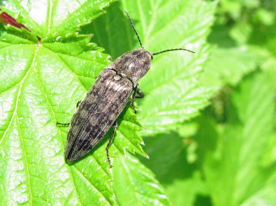 Actenicerus sjaelandicus .jpg