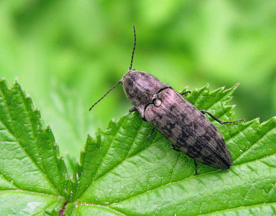 Actenicerus sjaelandicus.jpg