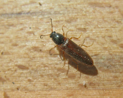 Agriotes accuminatus .jpg
