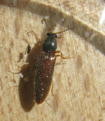 Agriotes accuminatus.jpg