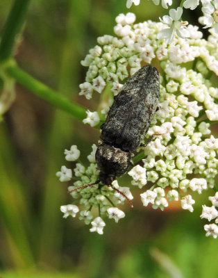 Agrypnus murinus.jpg