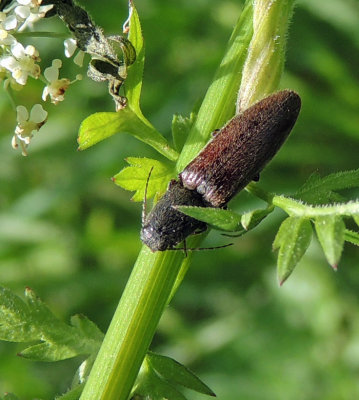 Athous haemorrhoidalis.jpg