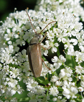 Dascillus cervinus 2.jpg