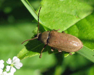 Dascillus cervinus.jpg
