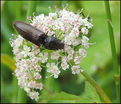 Mellanotus villosus.jpg