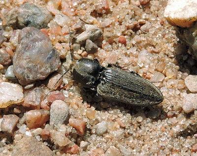 Agriotes obscurus - Mrk sdesknppare.jpg