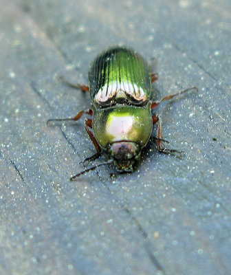 Selatosomus aeneus  2.jpg